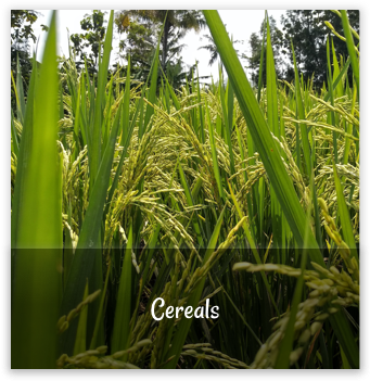 cereals_i