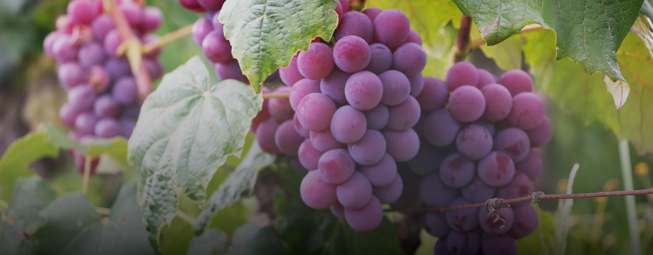 grapes_banner
