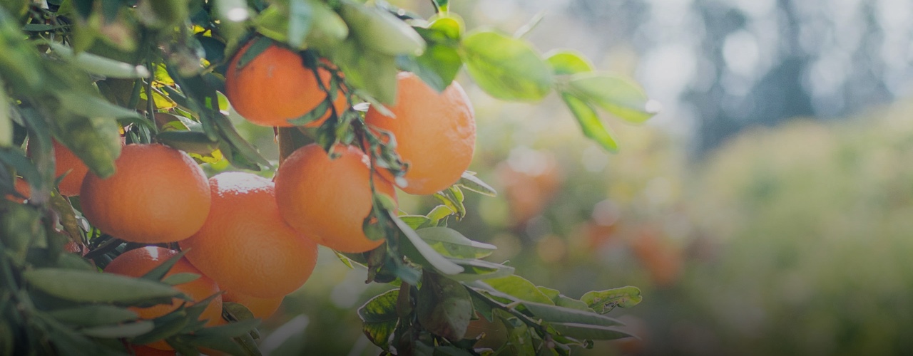 orange_banner
