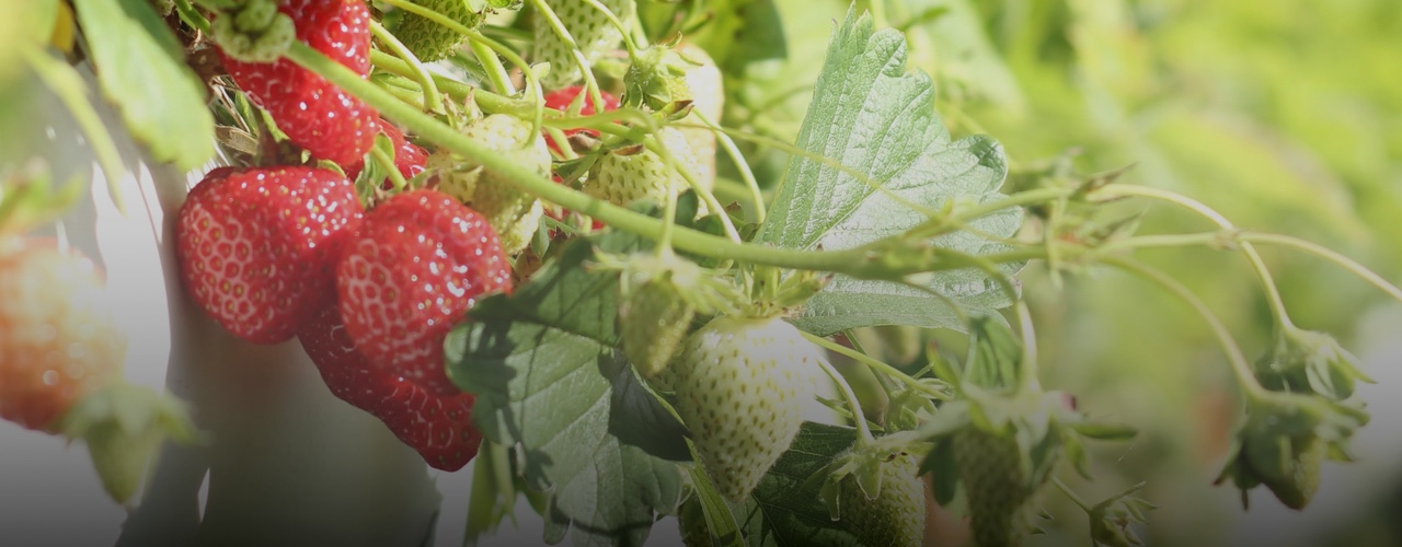 strawberry_banner